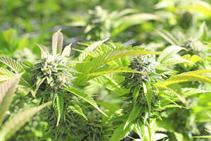 THCA vs THC: What Sets Them Apart?